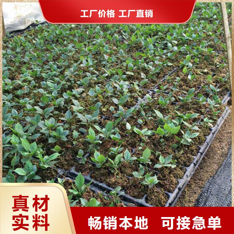 【樱桃】无花果苗厂家自营