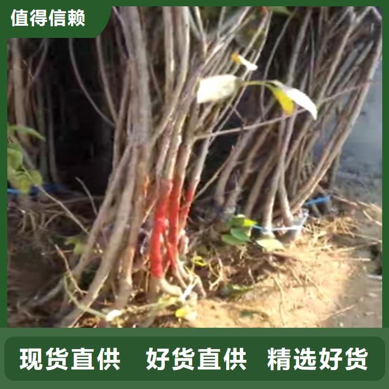 樱桃-无花果苗好产品有口碑