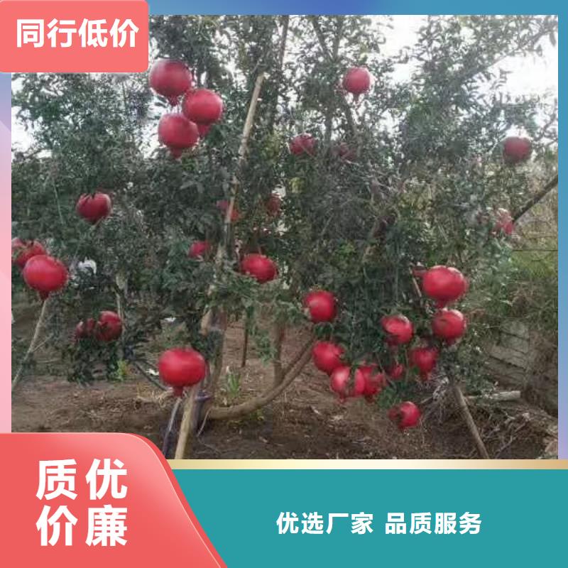 石榴石榴树一站式供应