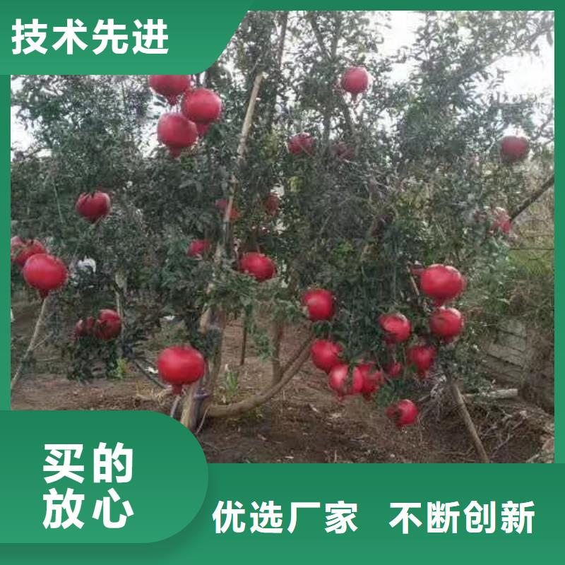 石榴嘎啦苹果自产自销