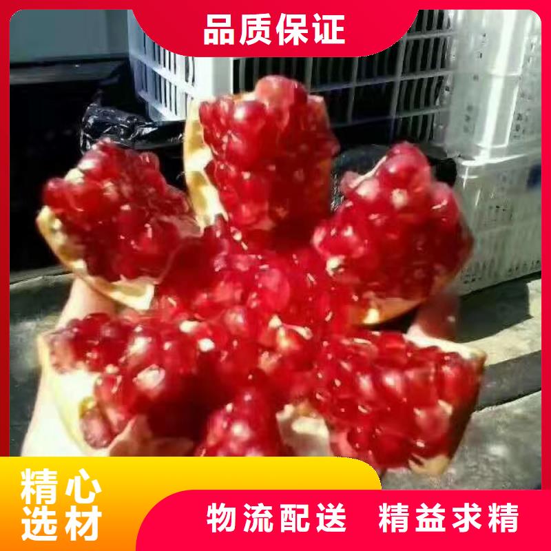 石榴桃树苗品牌大厂家