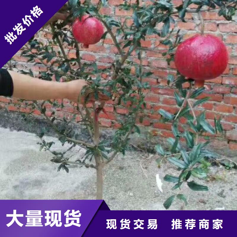 石榴苹果苗每一处都是匠心制作