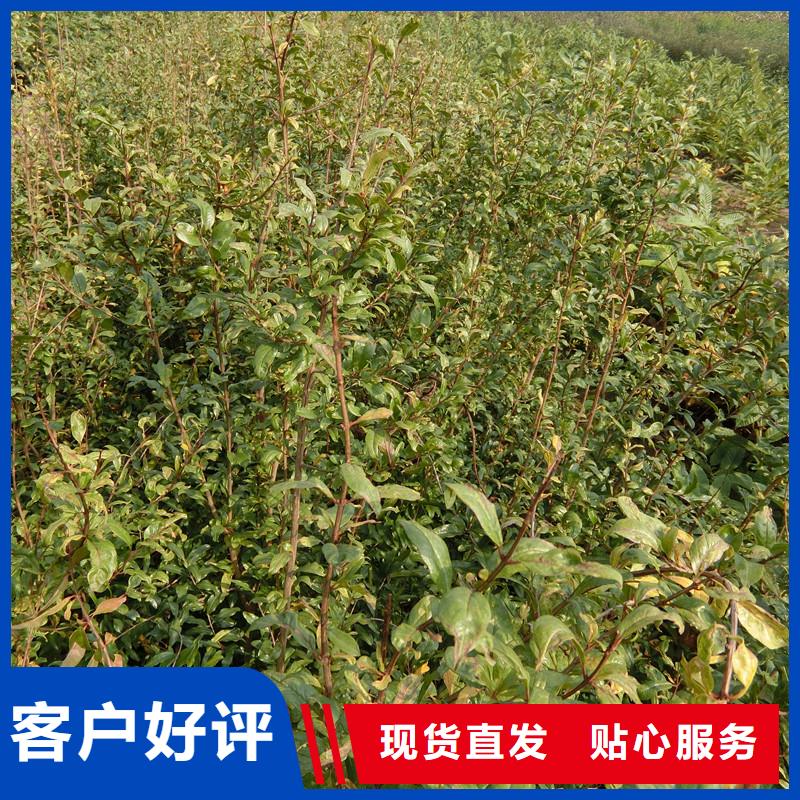 石榴樱桃苗好产品不怕比