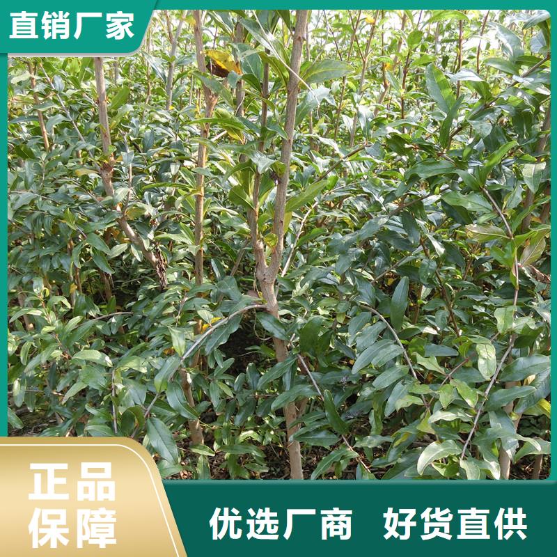 石榴苹果苗工艺成熟