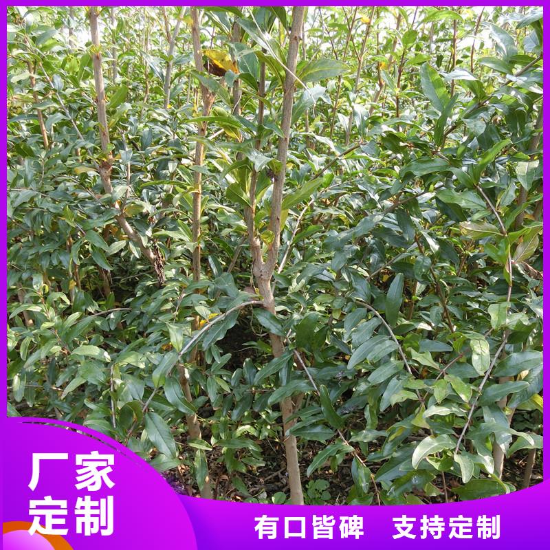 石榴苹果苗厂家规格全