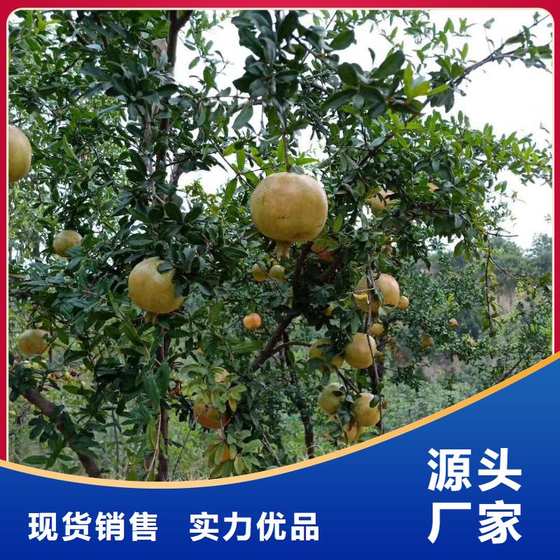 石榴石榴树源头直供