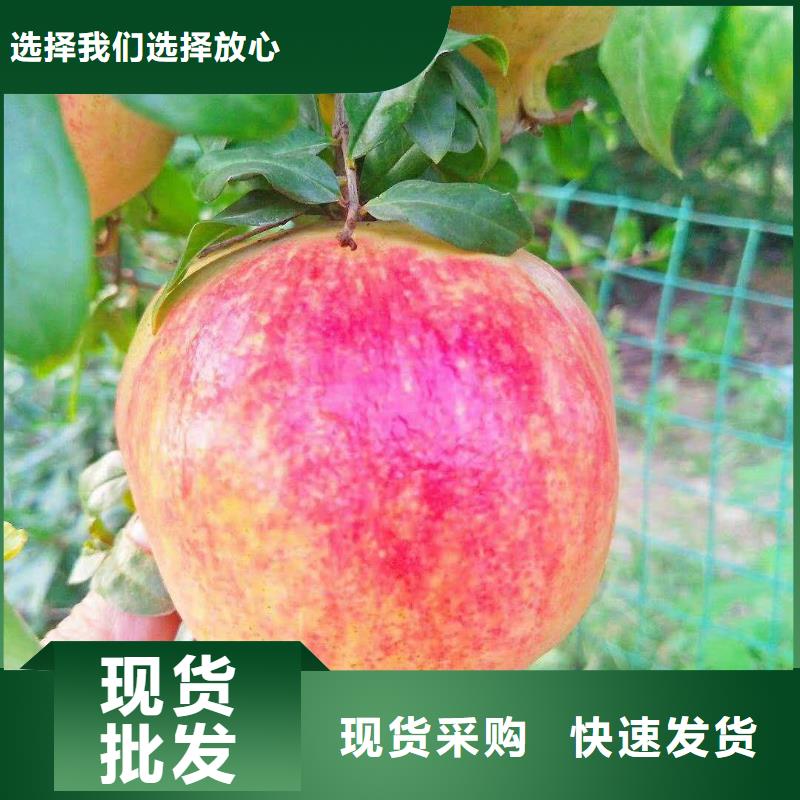 石榴_【苹果苗】现货