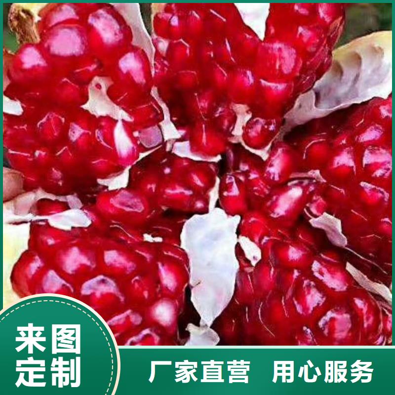 石榴_【无花果苗】欢迎来电询价轩园玛瑙红石榴苗