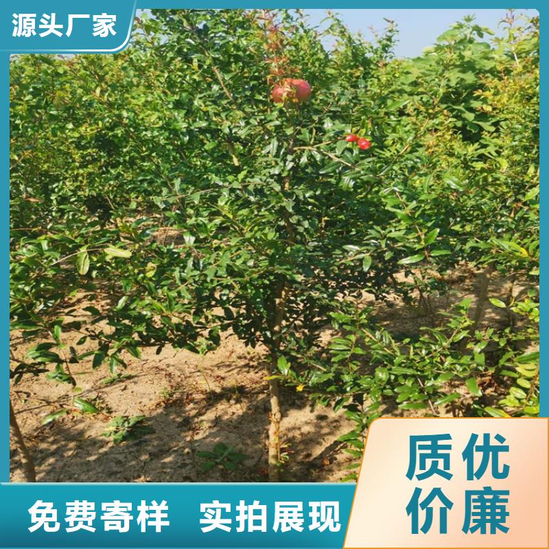石榴樱桃苗热销产品