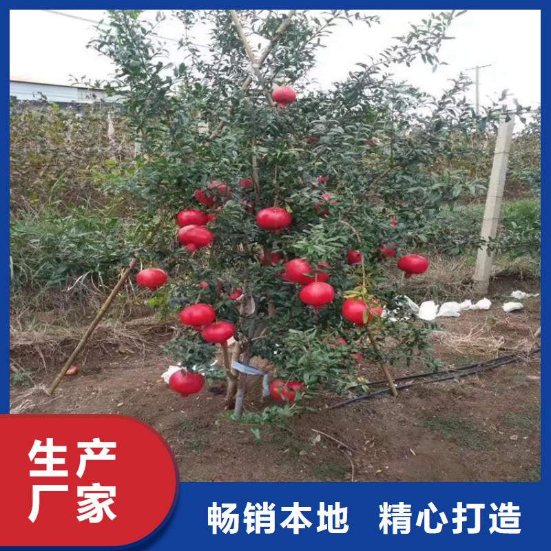 石榴_【苹果苗】现货