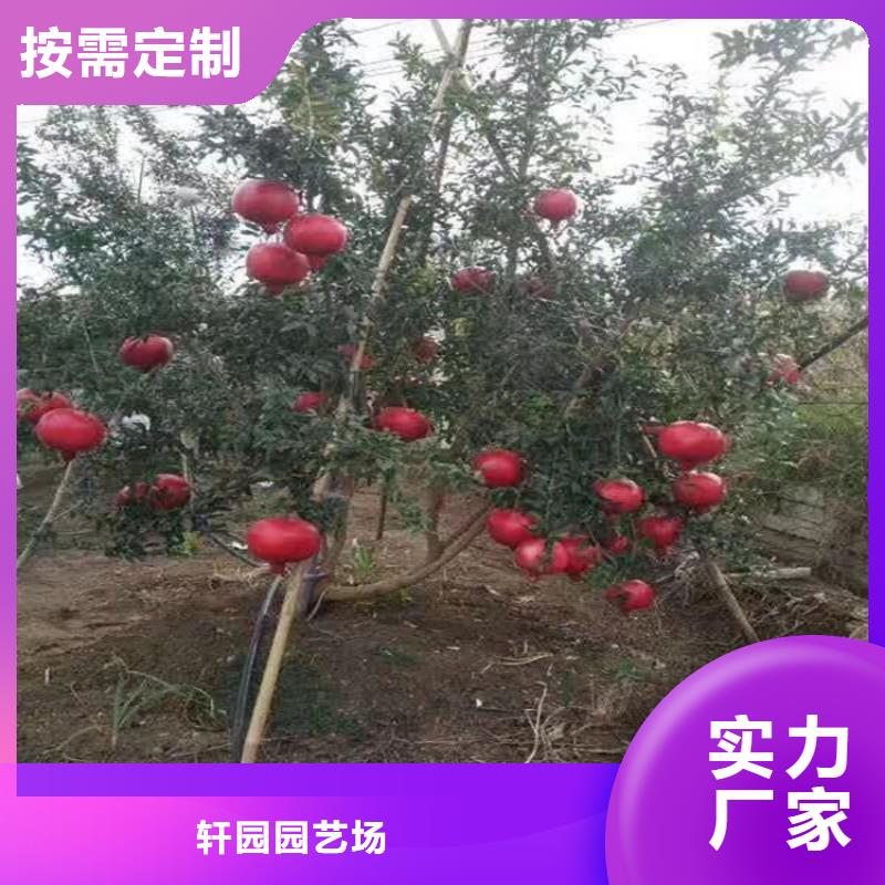 石榴【苹果苗】厂家直销规格多样