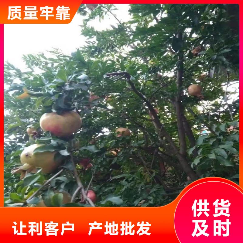 石榴_【苹果苗】现货