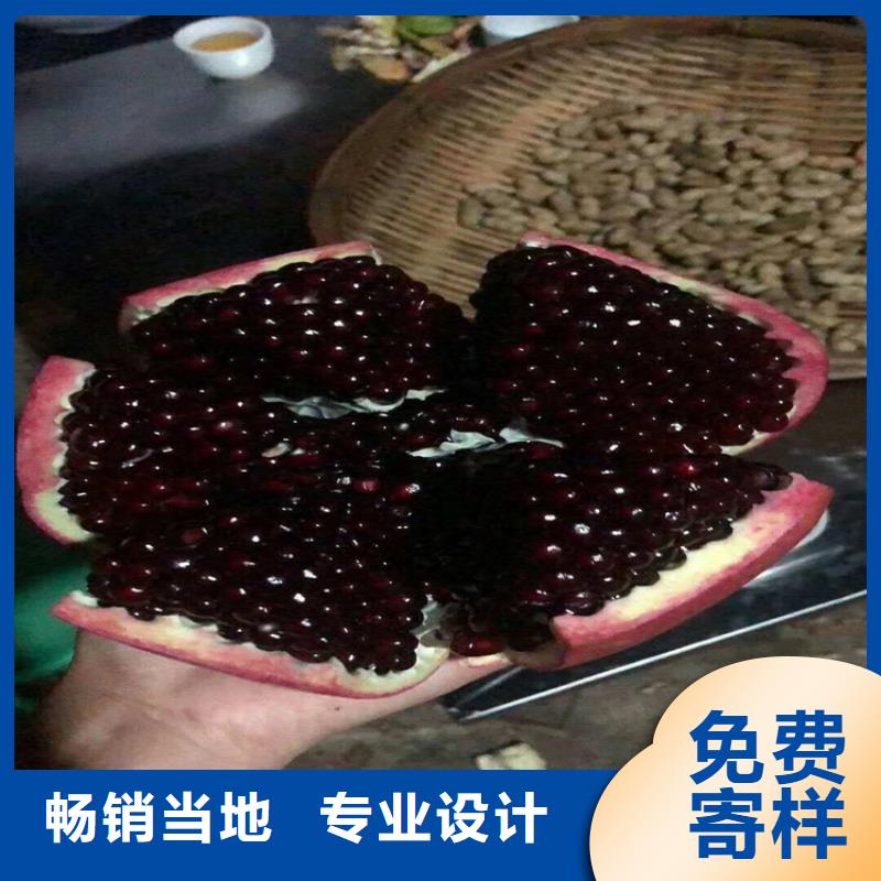 石榴杏树苗细节展示