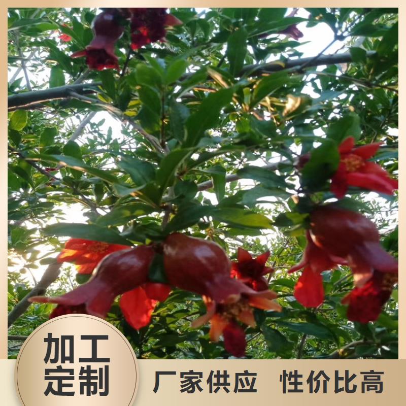 石榴石榴树甄选好厂家
