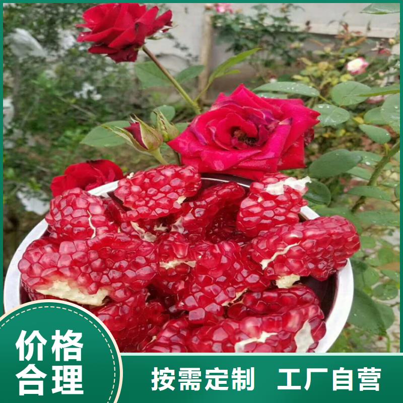 石榴苹果苗每一处都是匠心制作