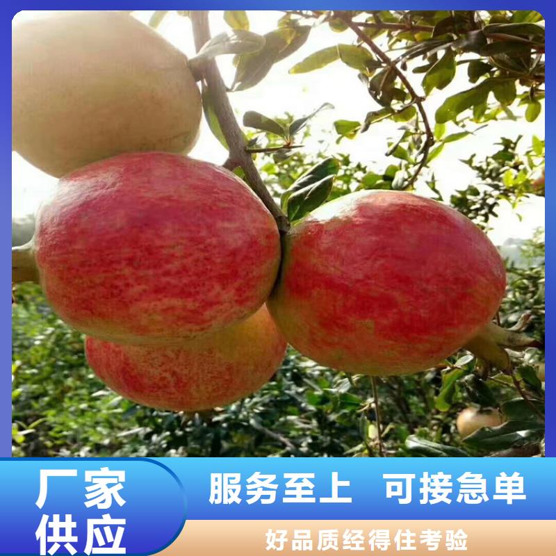 石榴石榴树一站式供应