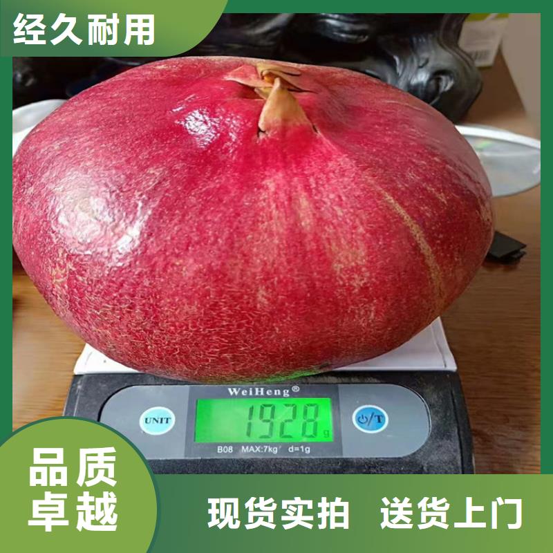 石榴北美冬青颜色尺寸款式定制