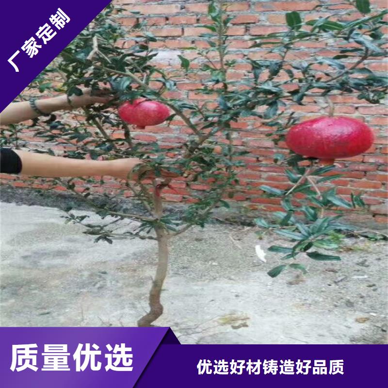 【 石榴苹果苗货源报价】-市场覆盖|望奎|庆安|鹤岗|大庆|黑河|佳木斯-阿奇乐乐