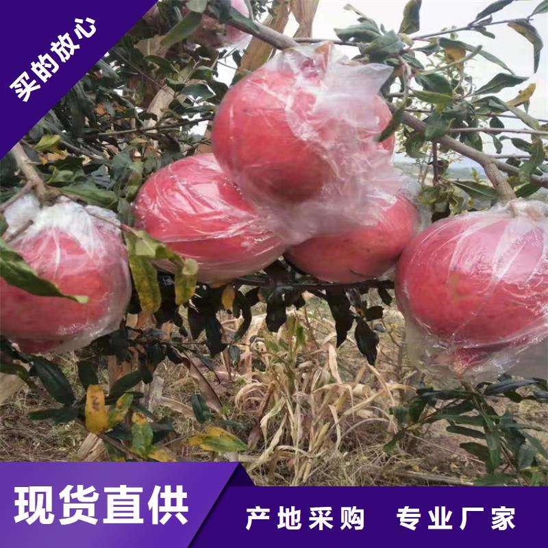 石榴无花果苗拒绝中间商