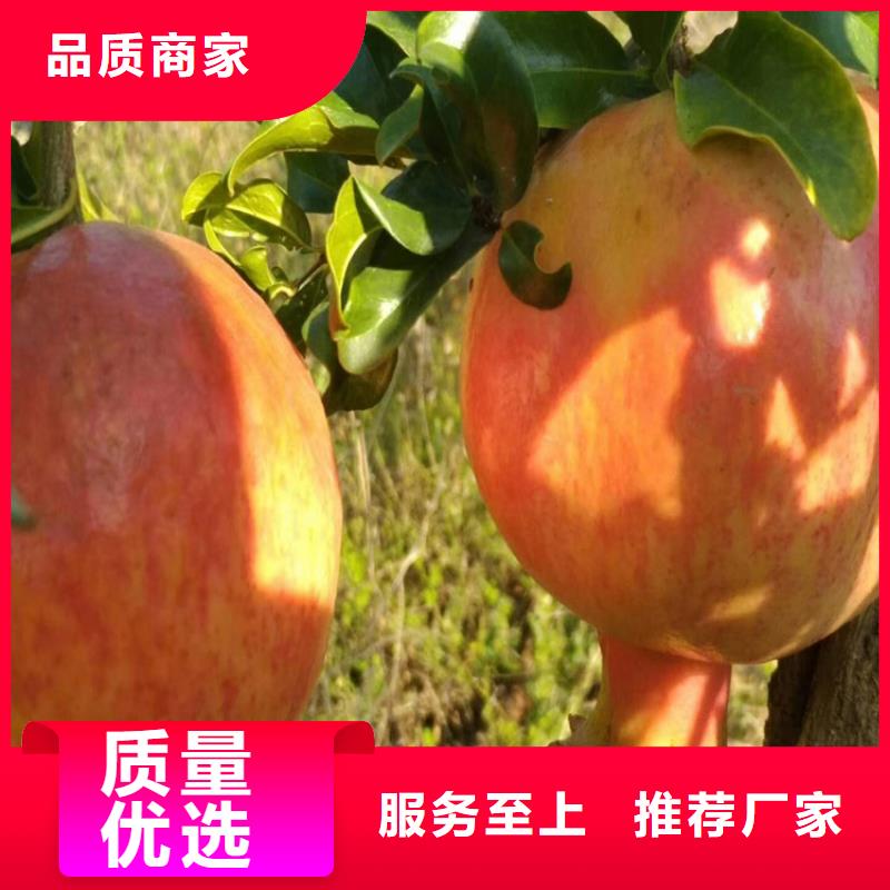 【 石榴苹果苗货源报价】-市场覆盖|望奎|庆安|鹤岗|大庆|黑河|佳木斯-阿奇乐乐