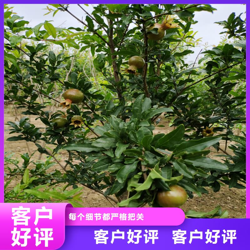 【 石榴苹果苗货源报价】-市场覆盖|望奎|庆安|鹤岗|大庆|黑河|佳木斯-阿奇乐乐