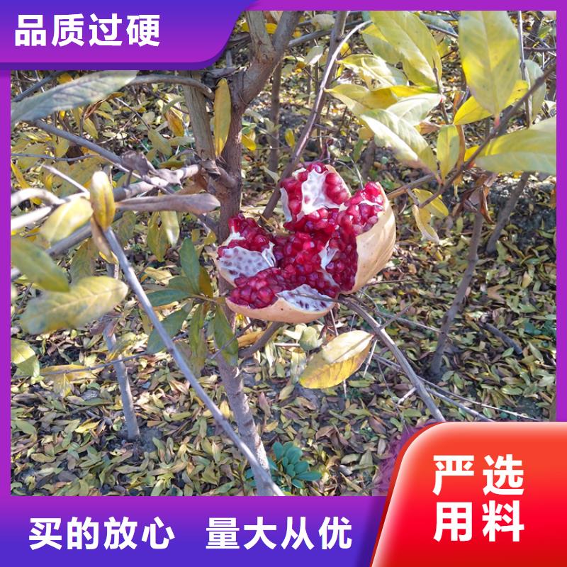 石榴苹果苗满足客户需求