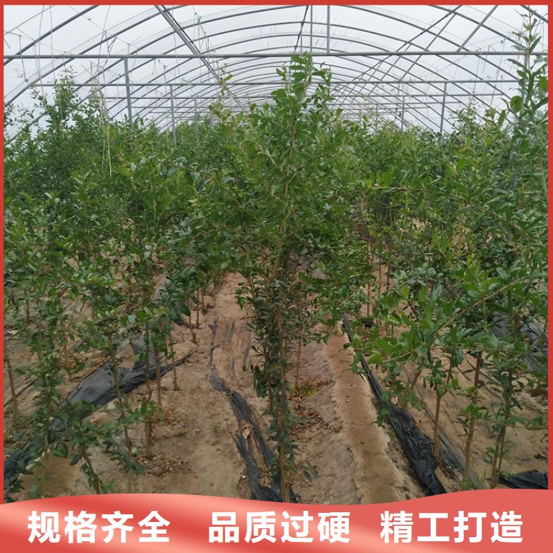 石榴石榴树甄选好厂家