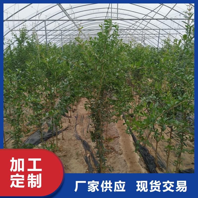石榴石榴树一站式供应