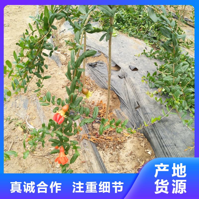 石榴无花果苗拒绝中间商