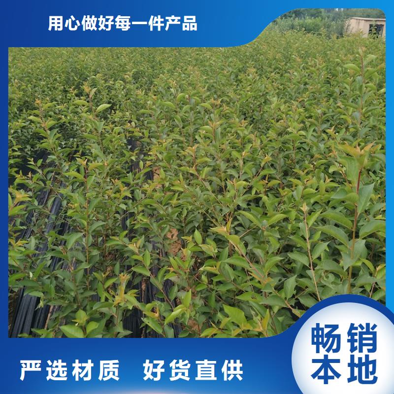 石榴-苹果苗价格合理