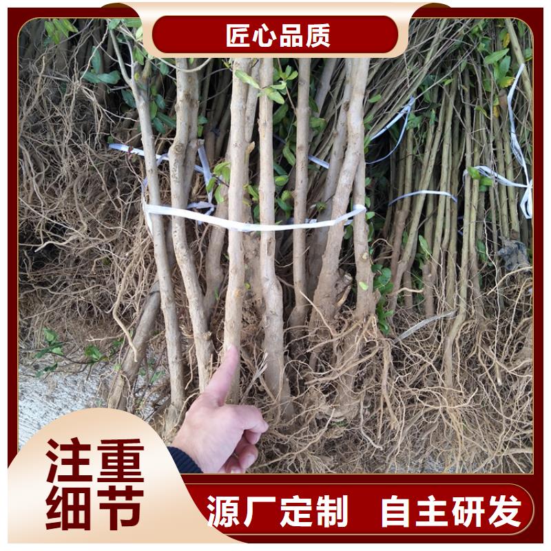 石榴桃树苗品牌大厂家