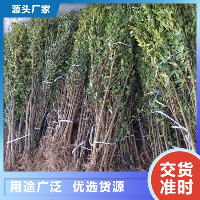 石榴桃树苗品牌大厂家