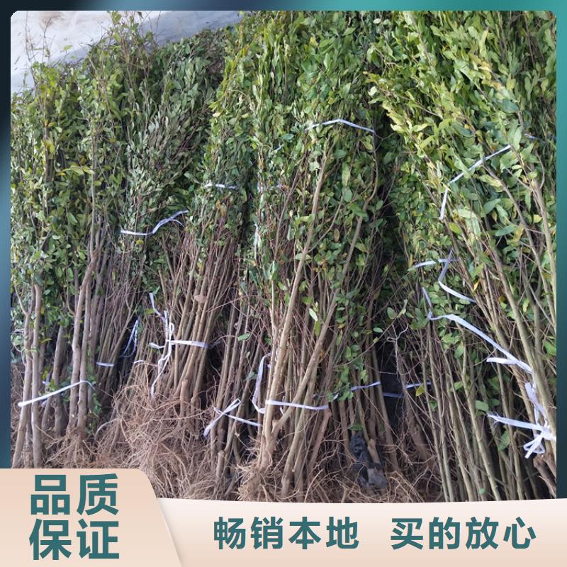 石榴_【苹果苗】现货
