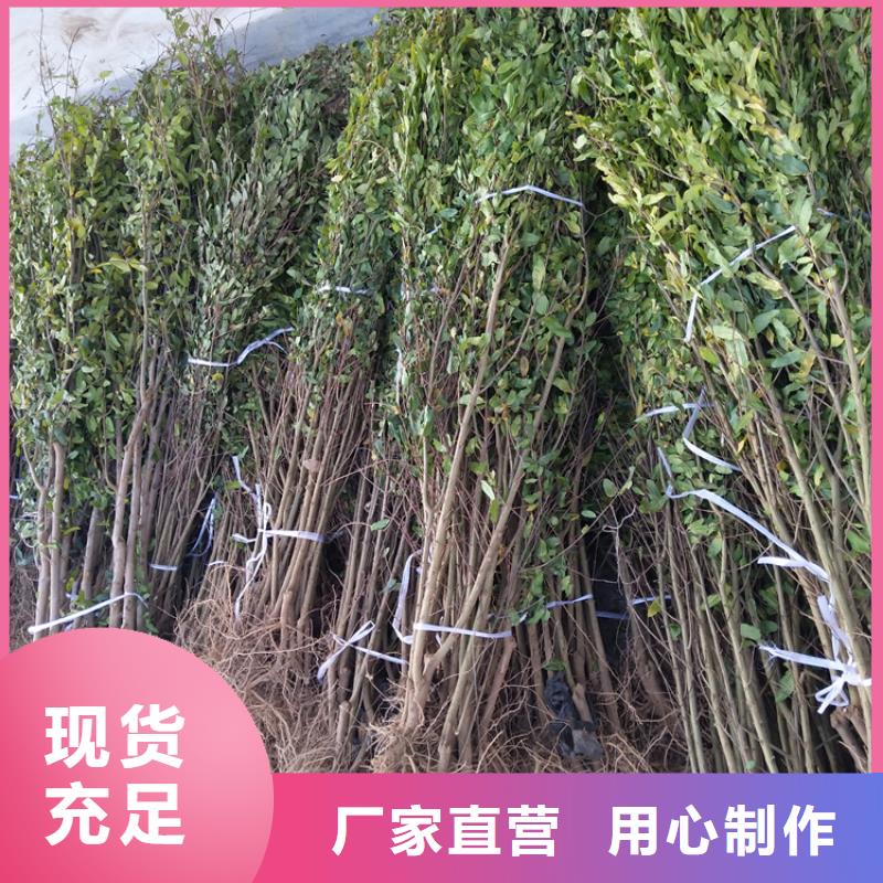 石榴-苹果苗价格合理