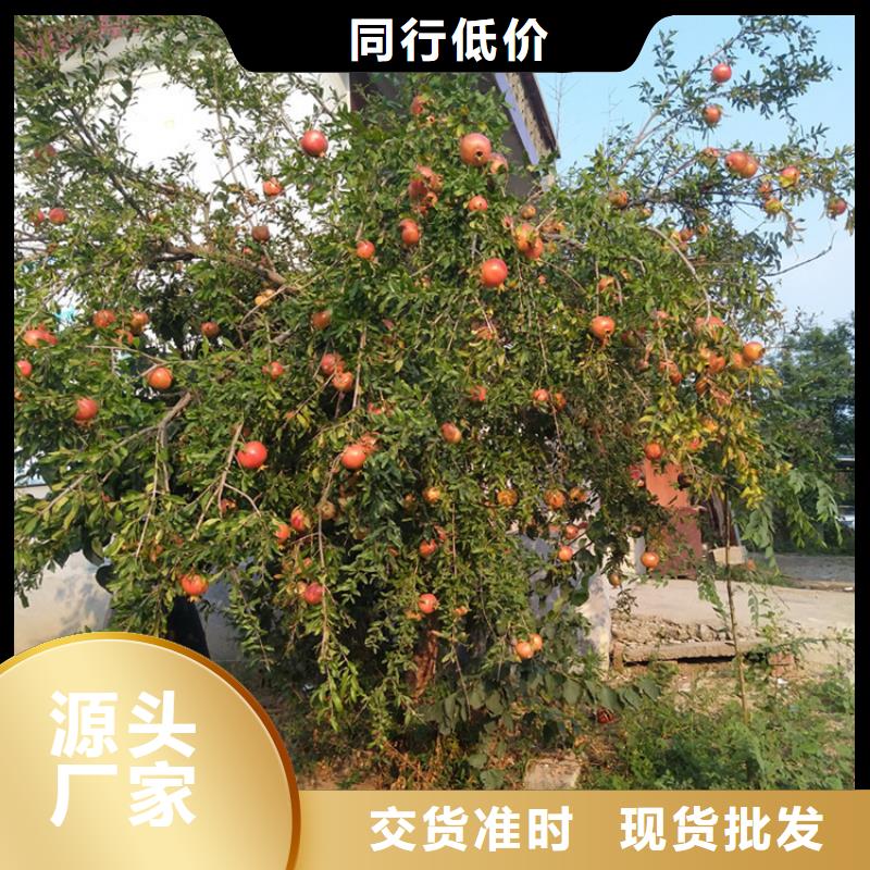 石榴石榴树一站式供应