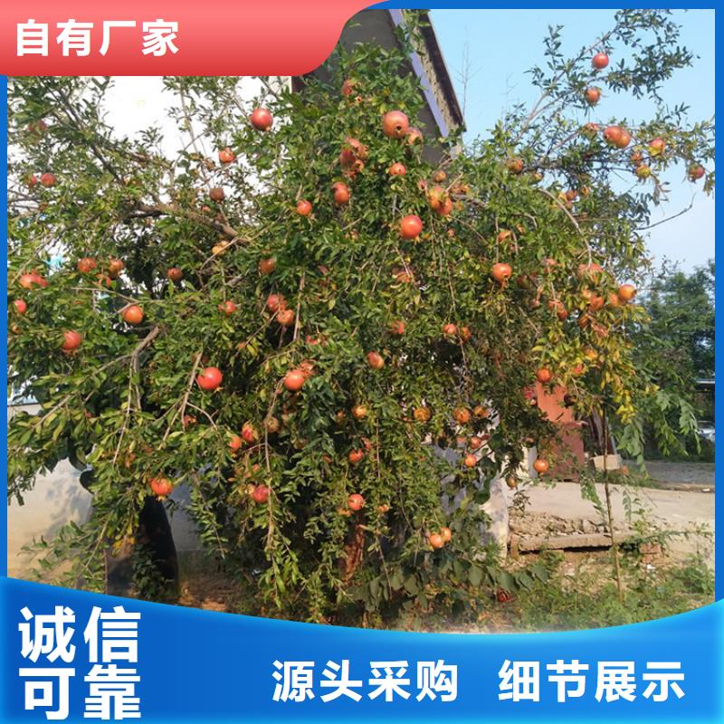 石榴梨树苗一致好评产品