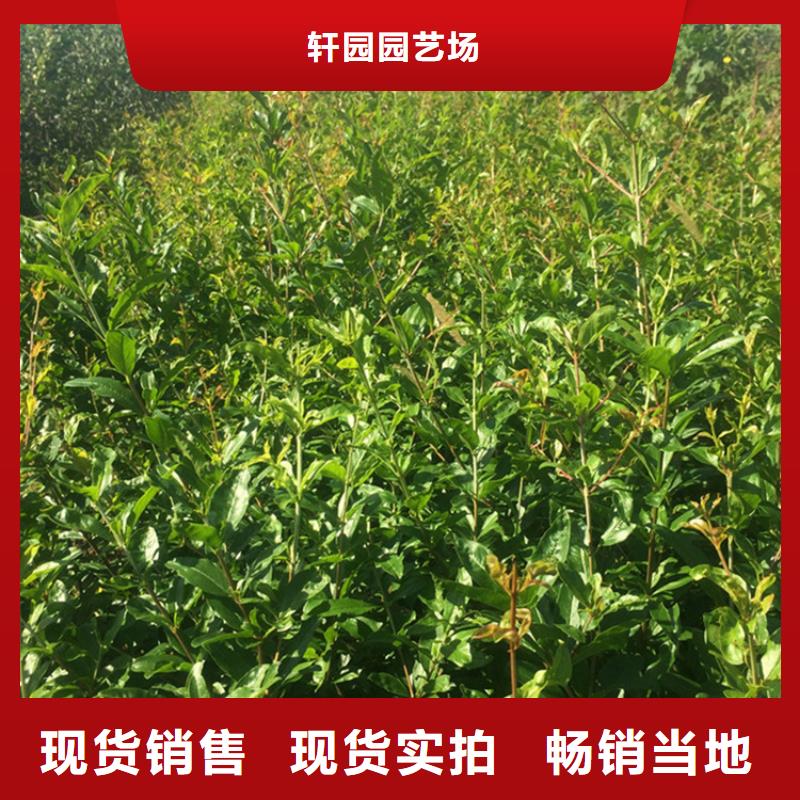 石榴北美冬青颜色尺寸款式定制