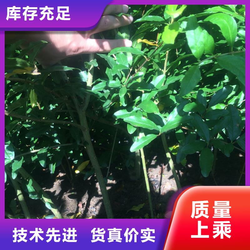 石榴无花果苗拒绝中间商