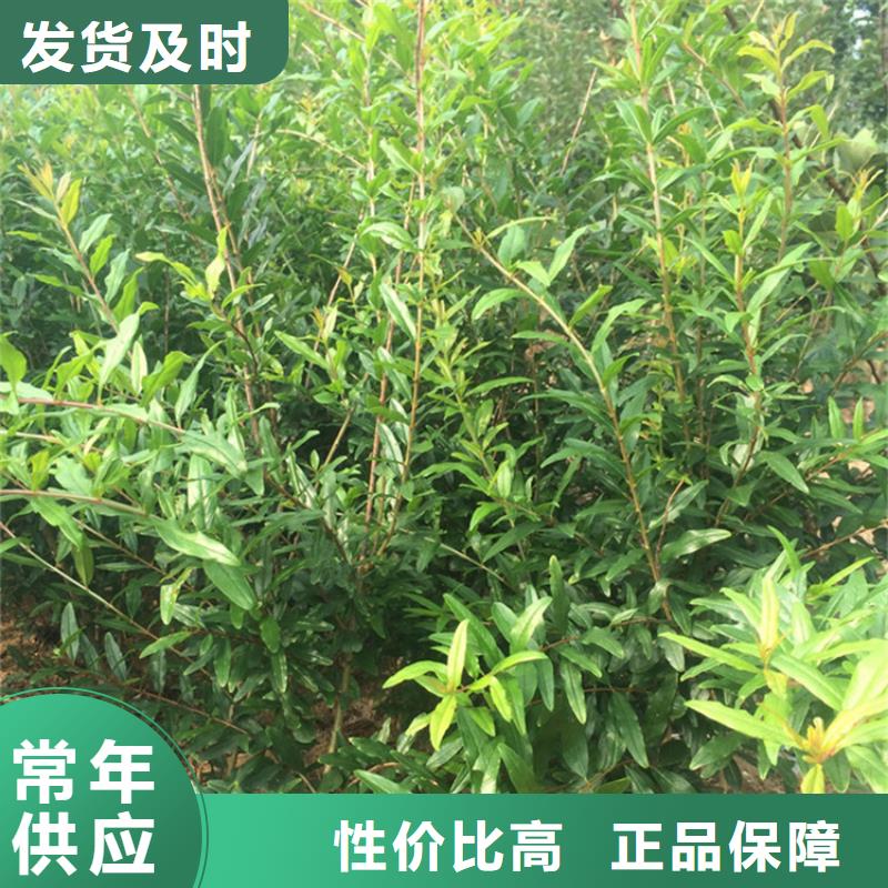 石榴_【无花果苗】欢迎来电询价轩园玛瑙红石榴苗