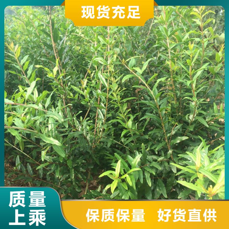 【石榴】,樱桃苗厂家直接面向客户