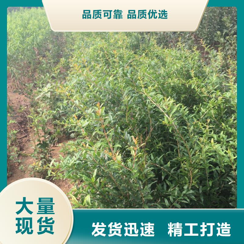 石榴【苹果苗】厂家直销规格多样