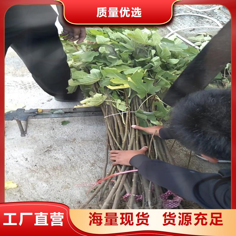 【无花果_石榴苗认准大品牌厂家】
