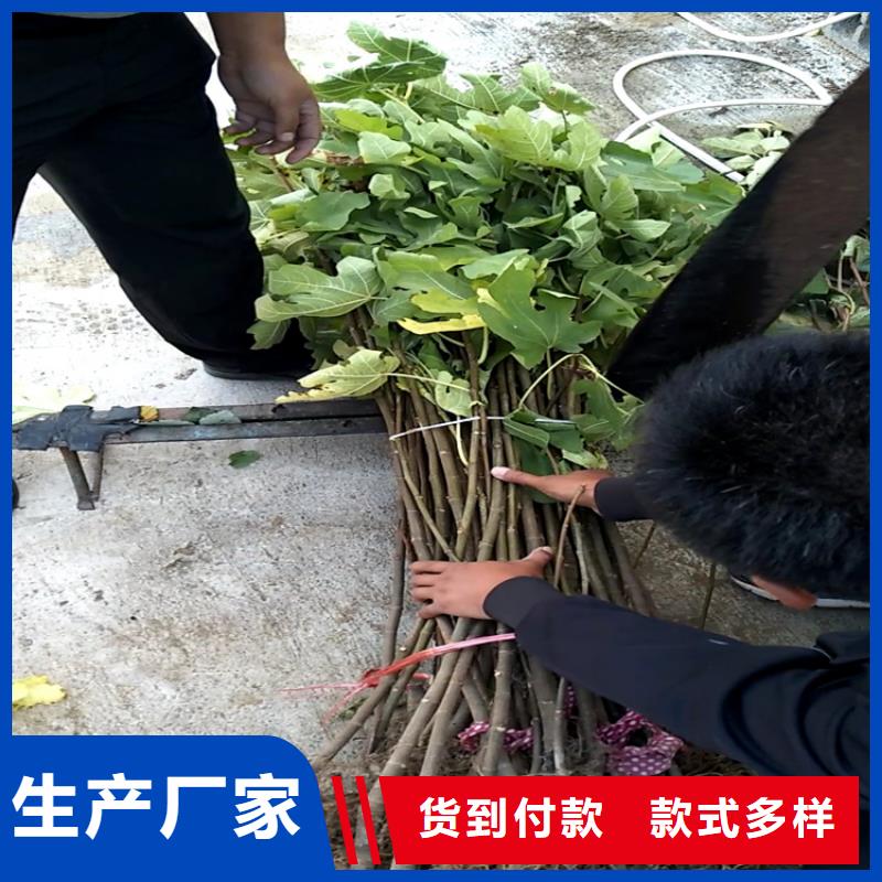 无花果葡萄苗省心又省钱