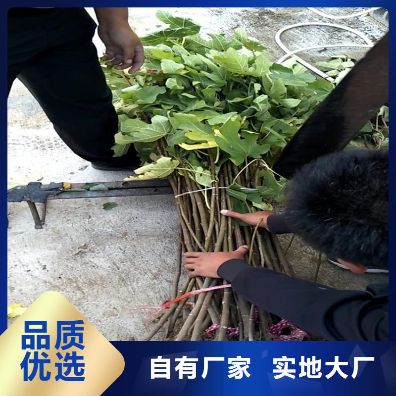 无花果樱桃苗拒绝差价