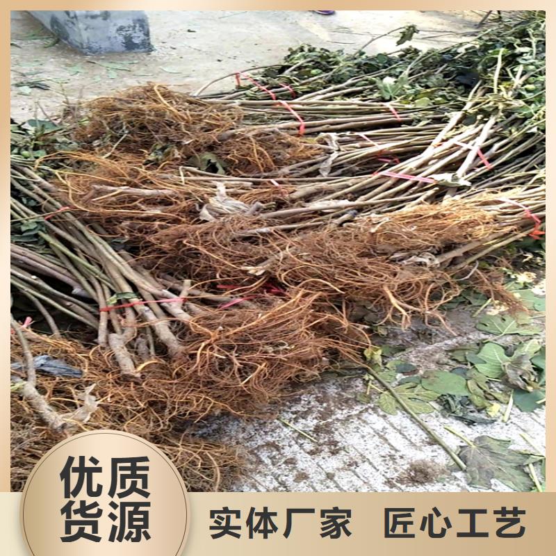 玛瑙红石榴苗视频-玛瑙红石榴苗-轩园园艺场(岳阳市分公司)服务区域岳阳楼|君山|怀化|郴州|湘潭|益阳|湘西|常德