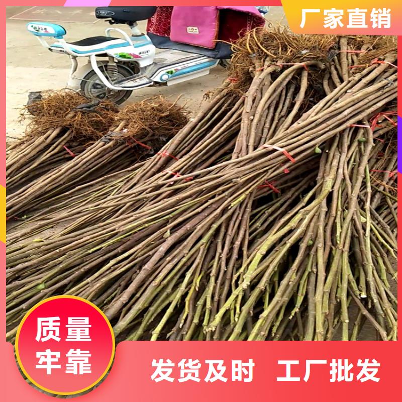 玛瑙红石榴苗视频-玛瑙红石榴苗-轩园园艺场(岳阳市分公司)服务区域岳阳楼|君山|怀化|郴州|湘潭|益阳|湘西|常德