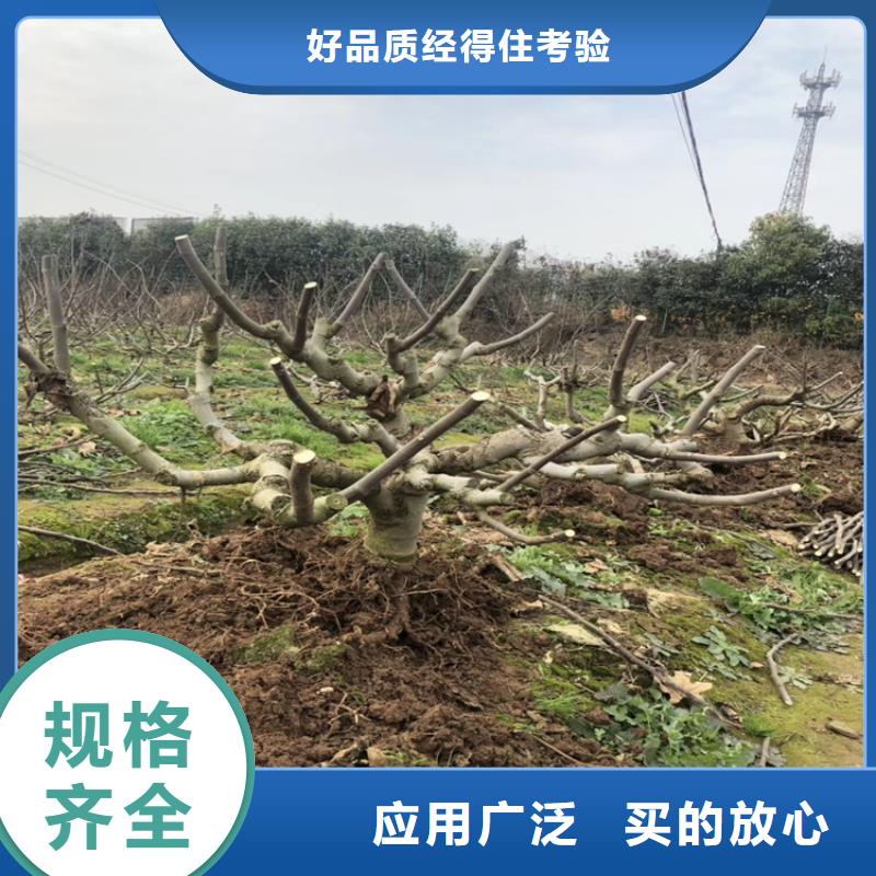 无花果_樱桃苗客户好评