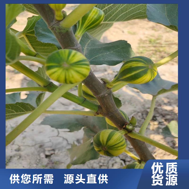 无花果北美冬青使用方法