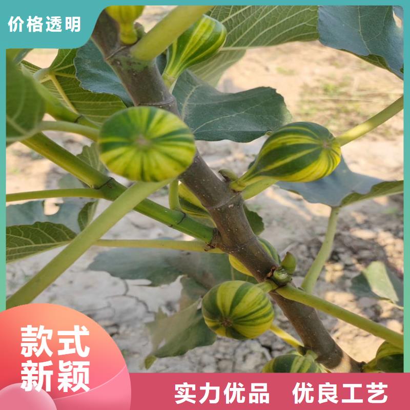 玛瑙红石榴苗视频-玛瑙红石榴苗-山西省忻州市静乐|岢岚|大同|晋中|阳泉|临汾|吕梁(本地)生产厂家