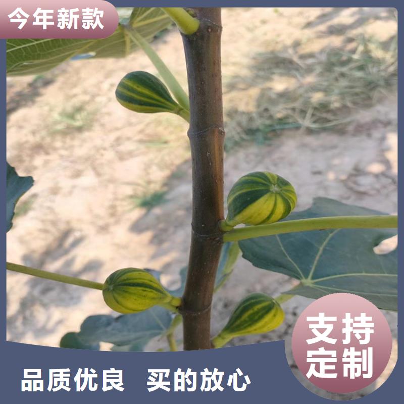 【无花果苹果苗实力才是硬道理】